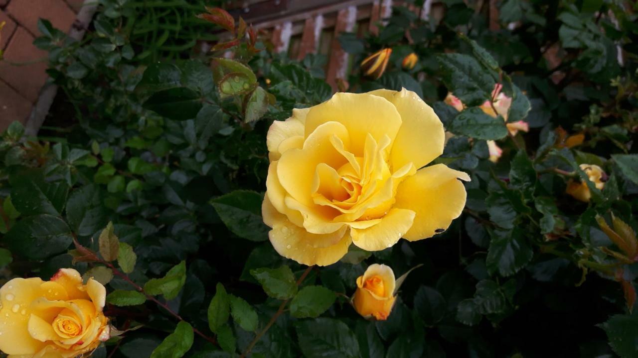 Reiterbauernhof Schoenlehenhof Mank Buitenkant foto